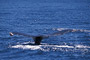 Buckelwal / Humpback Whale (Megaptera novaeangliae)