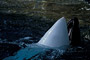 Orca · Schwertwal / Orca (Orcinus orca) [C]