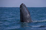 Grauwal / Grey Whale (Eschrichtius robustus)