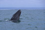 Grauwal / Grey Whale (Eschrichtius robustus)