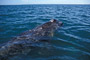 Grauwal / Grey Whale (Eschrichtius robustus)