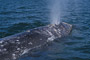 Grauwal / Grey Whale (Eschrichtius robustus)