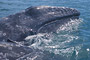 Grauwal / Grey Whale (Eschrichtius robustus)