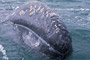 Grauwal / Grey Whale (Eschrichtius robustus)