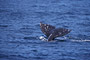 Grauwal / Grey Whale (Eschrichtius robustus)