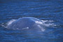 Blauwal / Blue Whale (Balaenoptera musculus)