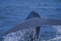 Blauwal / Blue Whale (Balaenoptera musculus)