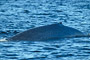 Blauwal / Blue Whale (Balaenoptera musculus)