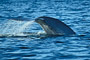 Blauwal / Blue Whale (Balaenoptera musculus)