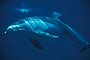 Weißstreifendelfin / Pacific White-sided Dolphin (Lagenorhynchus obliquidens) [C]
