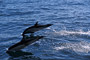 Delfin / Common Dolphin (Delphinus delphis)