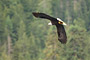 Weißkopfseeadler / Bald Eagle (Haliaeetus leucocephalus)