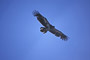 Steinadler / Golden Eagle (Aquila chrysaetos)