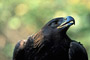 Steinadler / Golden Eagle (Aquila chrysaetos) [C]