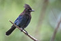 Diademhäher / Steller’s Jay (Cyanocitta stelleri)