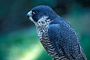 Wanderfalke / Peregrine Falcon (Falco peregrinus) [C]