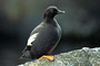 Taubenteiste / Pigeon Guillemot (Cepphus columba)