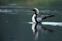 Prachttaucher / Arctic Loon (Gavia arctica)