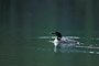 Eistaucher / Common Loon (Gavia immer)