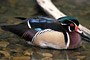 Brautente / Wood Duck (Aix sponsa)