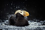 Gelbschopflund / Tufted Puffin (Fratercula cirrhata) [C]