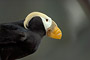 Gelbschopflund / Tufted Puffin (Fratercula cirrhata)