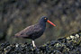 Klippenausternfischer / Black Oystercatcher (Haematopus bachmani)