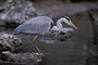 Kanadareiher / Great Blue Heron (Ardea herodias)