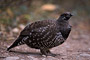 Moorschneehuhn / Willow Ptarmigan (Lagopus lagopus)