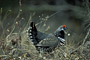 Tannenhuhn / Spruce Grouse (Dendragapus canadensis)