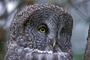 Bartkauz / Great Gray Owl (Strix nebulosa) [C]