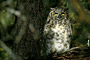 Amerikanischer Uhu / Great Horned Owl (Bubo virginianus)