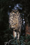 Amerikanischer Uhu / Great Horned Owl (Bubo virginianus)