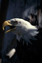 Weißkopfseeadler / Bald Eagle (Haliaeetus leucocephalus)
