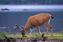 Schwarzwedelhirsch / Sitka Black-tailed Deer (Odocoileus hemionus sitkensis)