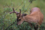 Schwarzwedelhirsch / Sitka Black-tailed Deer (Odocoileus hemionus sitkensis)