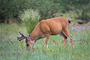 Schwarzwedelhirsch / Sitka Black-tailed Deer (Odocoileus hemionus sitkensis)