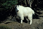Schneeziege / Mountain Goat (Oreamnos americanus)