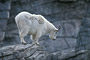 Schneeziege / Mountain Goat (Oreamnos americanus) [C]