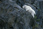 Schneeziege / Mountain Goat (Oreamnos americanus)