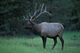 Rothirsch / Elk · Wapiti (Cervus elaphus)