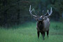 Rothirsch / Elk · Wapiti (Cervus elaphus)