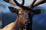 Rothirsch / Elk · Wapiti (Cervus elaphus)