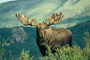 Elch / Moose (Alces alces)