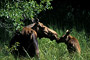 Elch / Moose (Alces alces)