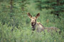 Elch / Moose (Alces alces)