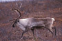 Karibu / Caribou (Rangifer tarandus)