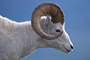 Dallschaf / Dall Sheep (Ovis dalli)