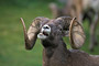 Dickhornschaf / Bighorn Sheep (Ovis canadensis)