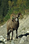 Dickhornschaf / Bighorn Sheep (Ovis canadensis)
